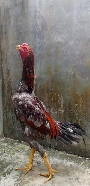 අළු රතු ජාල නාම්බා