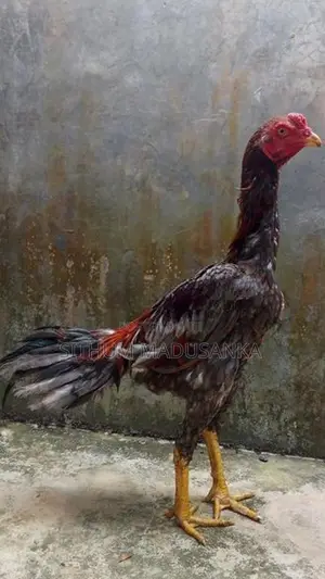 අළු රතු ජාල නාම්බා