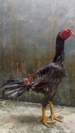 අළු රතු ජාල නාම්බා