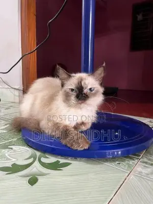 Persian Cat