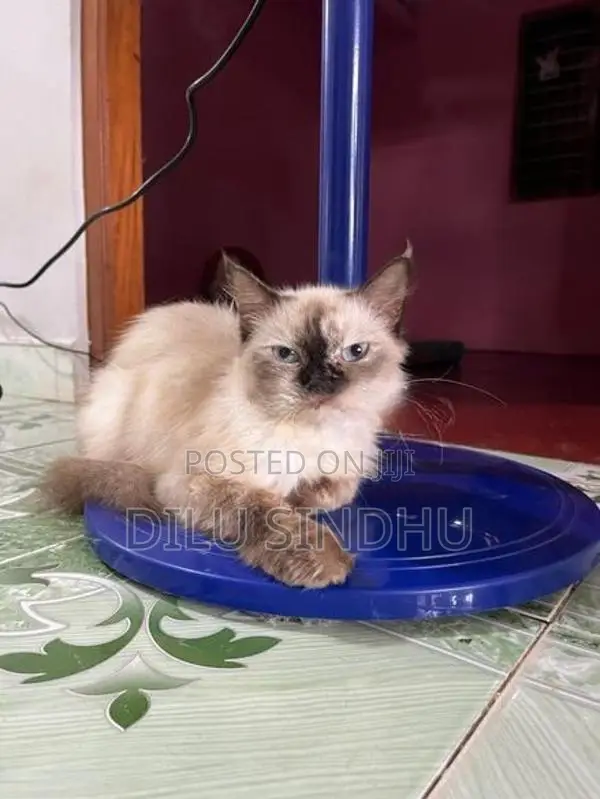 Persian Cat