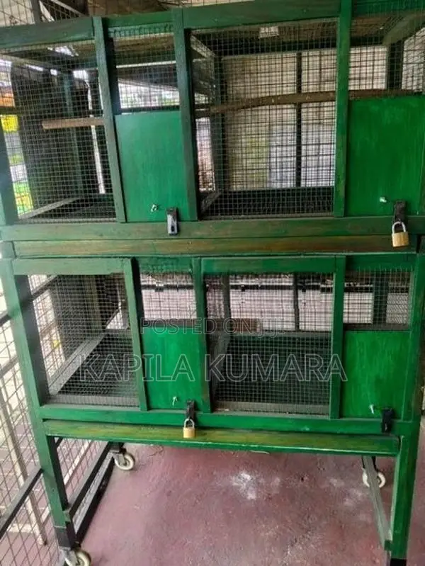 Birds Cage
