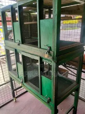 Birds Cage
