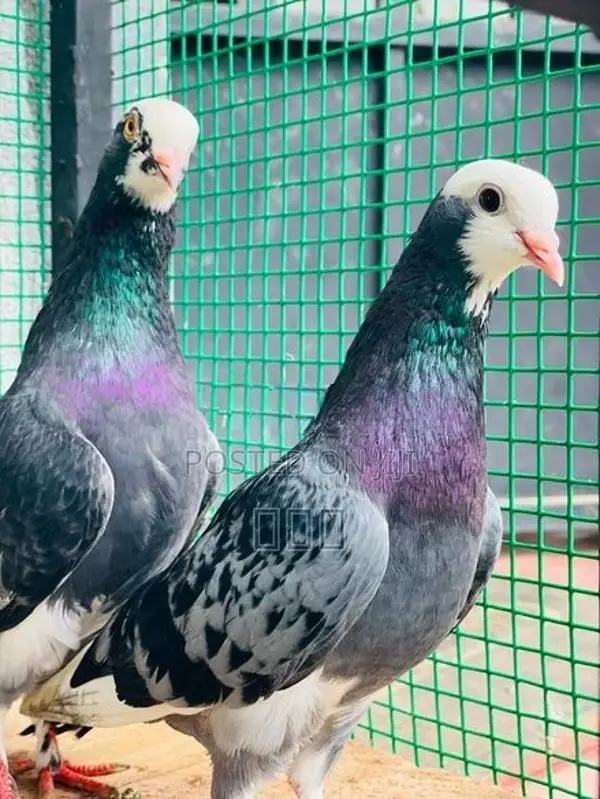 Timing Pigeons