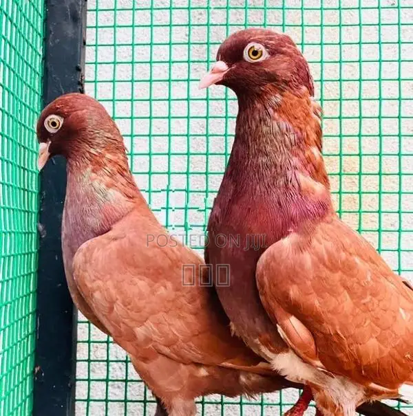 Timing Pigeons