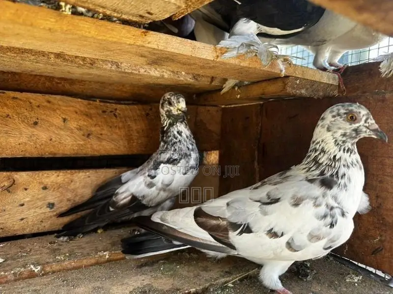 Timing Pigeons