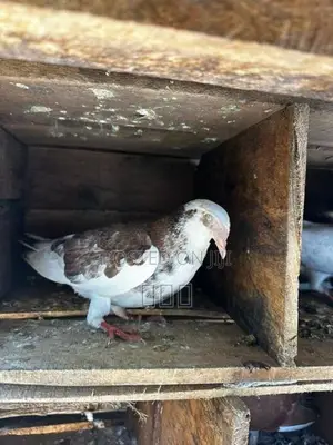 Timing Pigeons