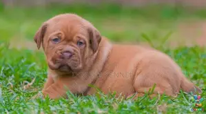 Dogue De Bordeaux (french Mastiff) Puppies