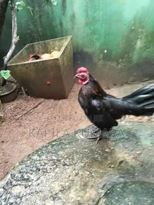 OEG Hen