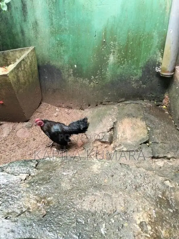 OEG Hen