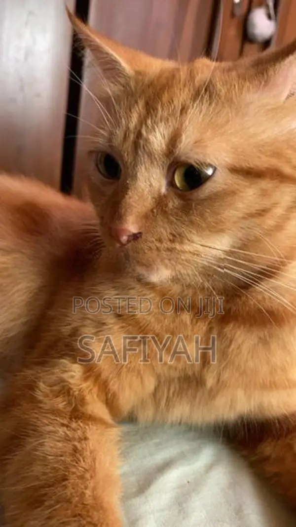 Turkish Angora Cats