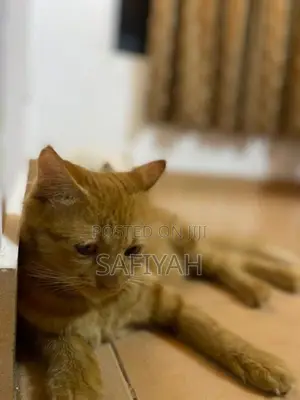 Turkish Angora Cats