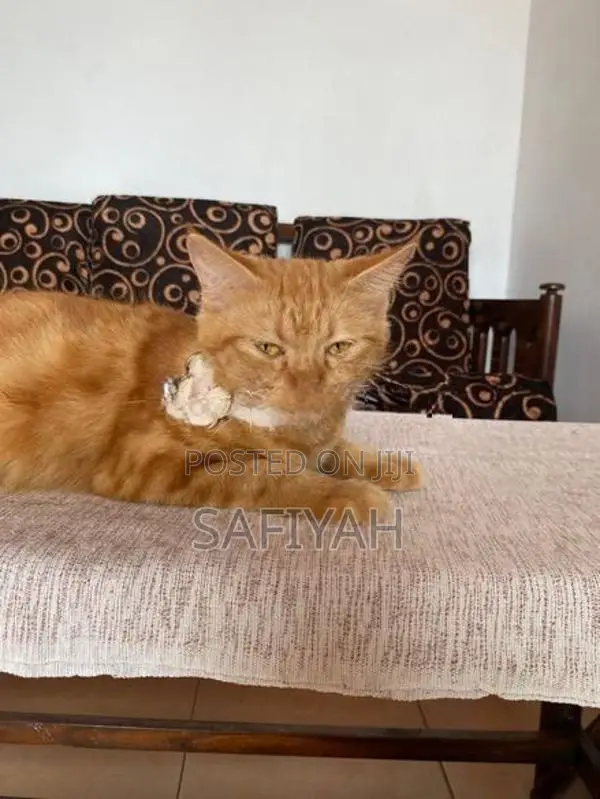 Turkish Angora Cats