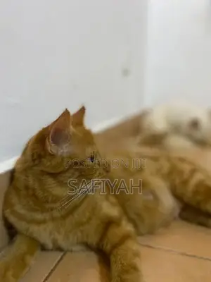 Turkish Angora Cats
