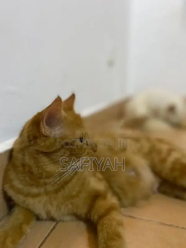 Turkish Angora Cats