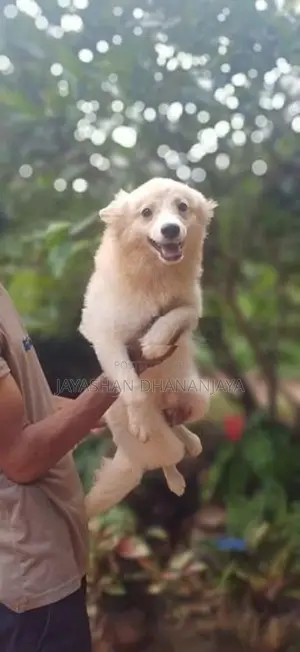 Pomeranian Male Dog