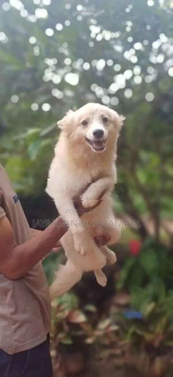 Pomeranian Male Dog