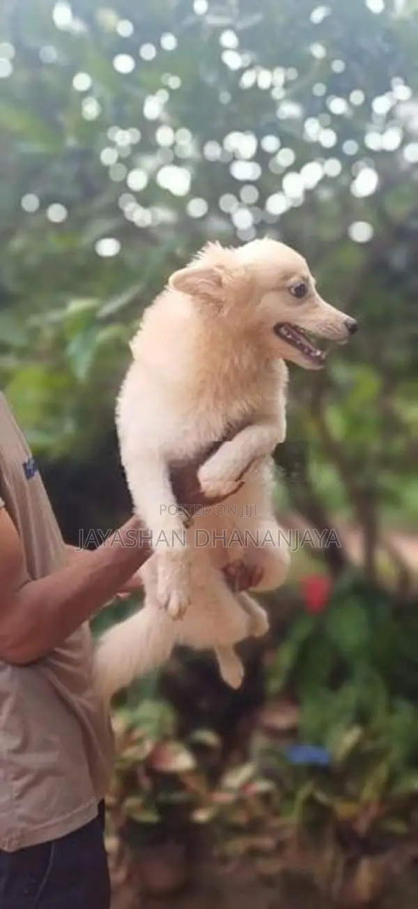 Pomeranian Male Dog