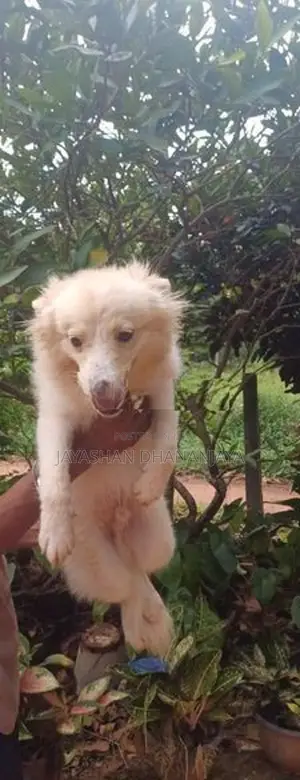 Pomeranian Male Dog