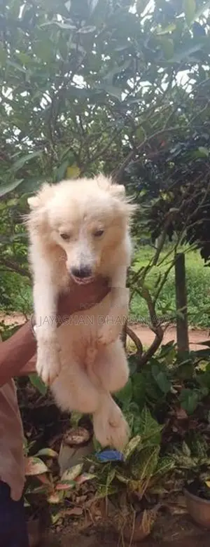 Pomeranian Male Dog