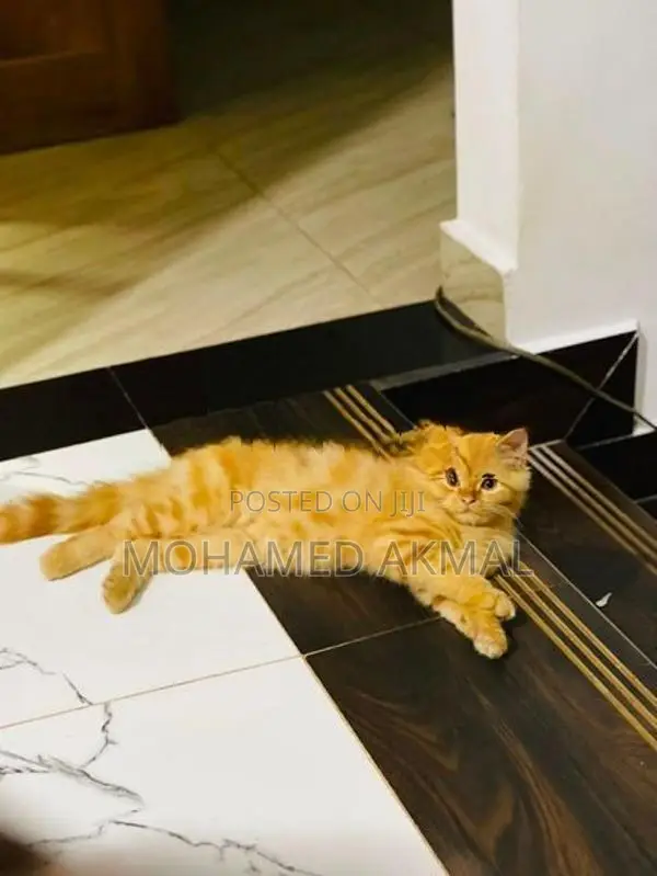 Ginger Persian Cat