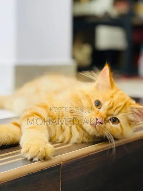 Ginger Persian Cat