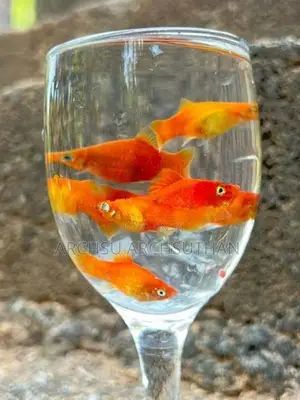 Platy Fish