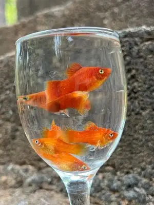 Platy Fish
