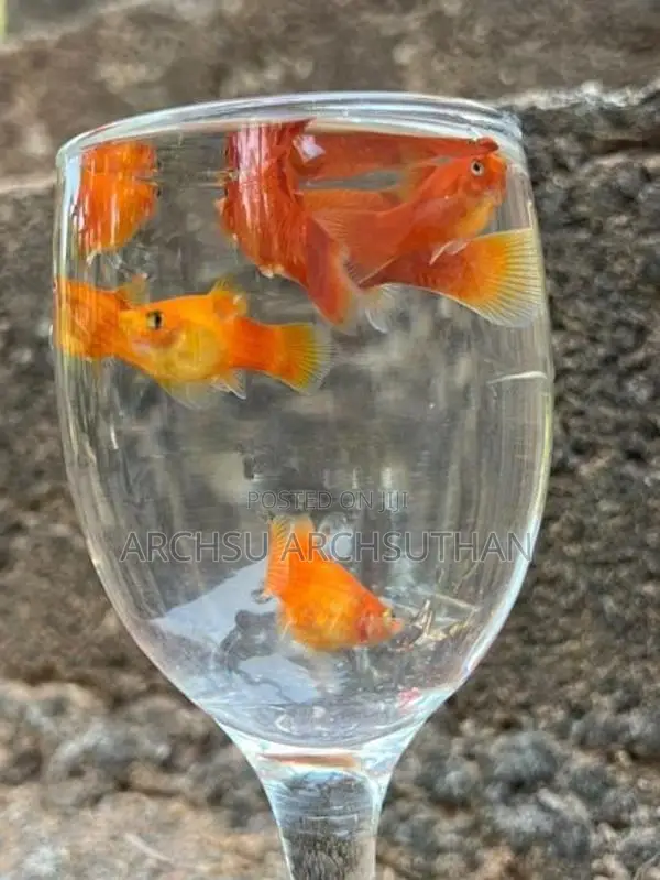 Platy Fish