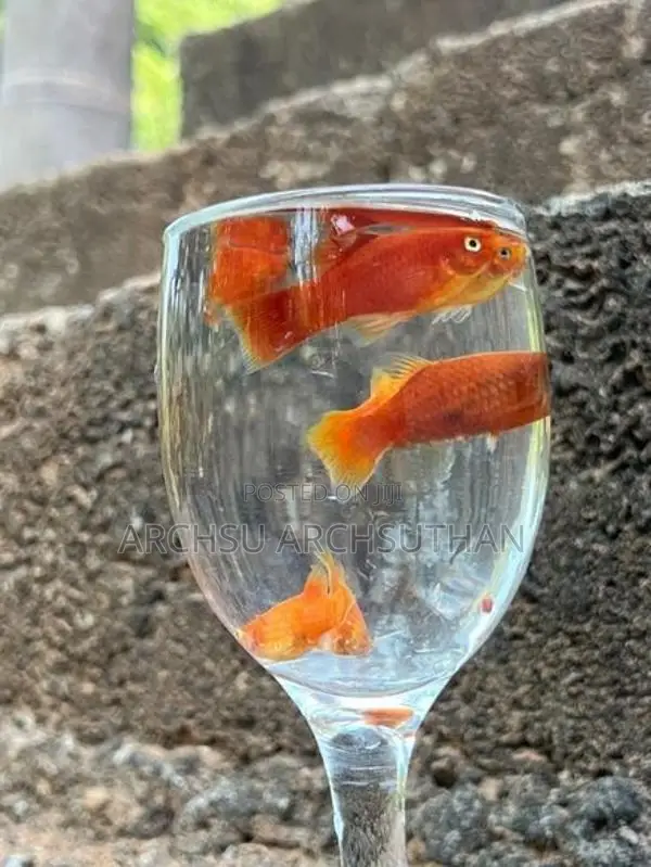 Platy Fish