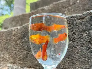 Platy Fish