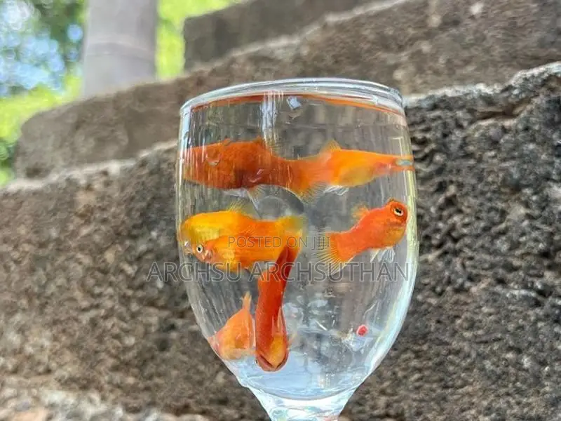 Platy Fish