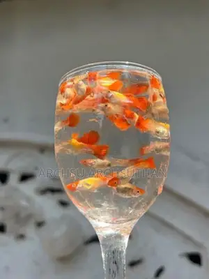 Koi Guppy Fish