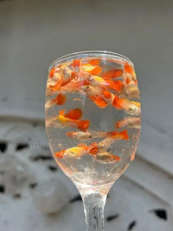 Koi Guppy Fish