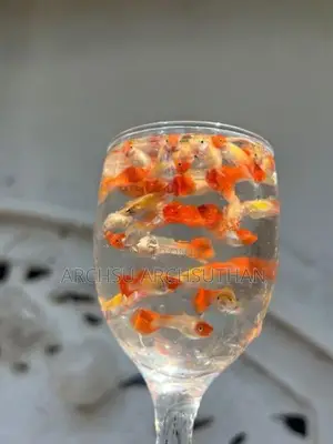 Koi Guppy Fish