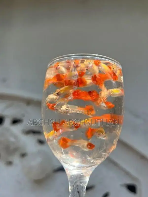 Koi Guppy Fish