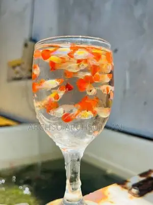 Koi Guppy Fish
