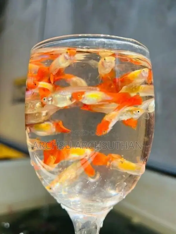 Koi Guppy Fish