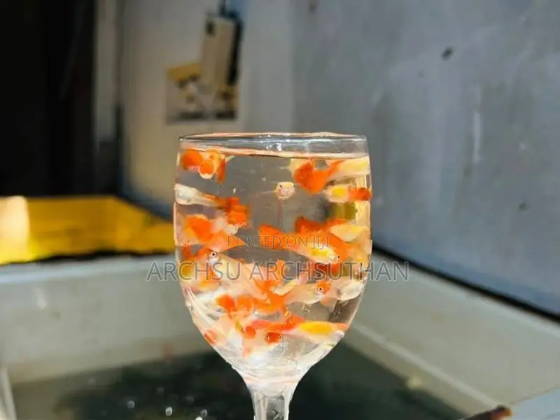 Koi Guppy Fish