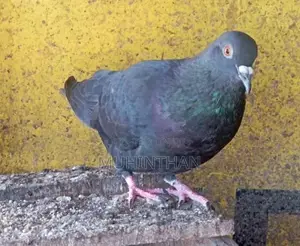 Pigeon