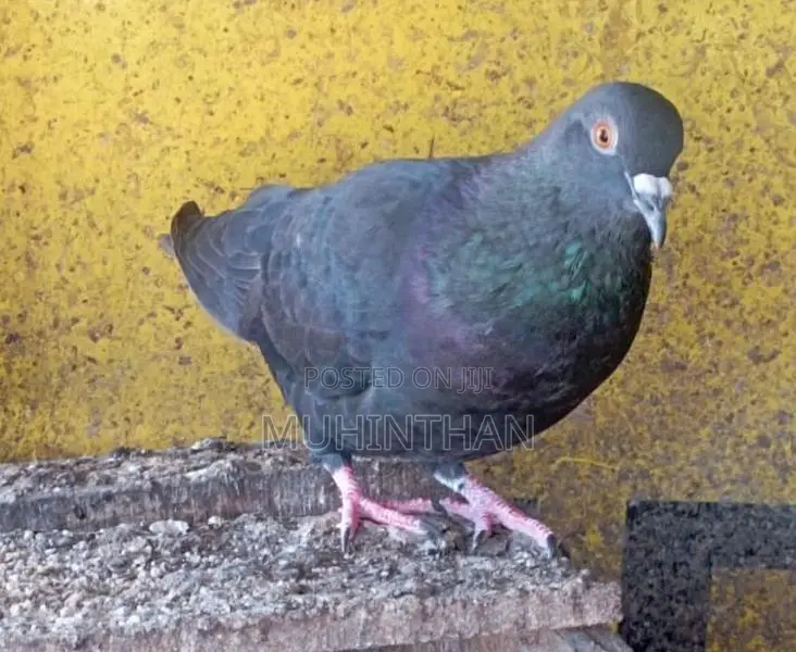 Pigeon