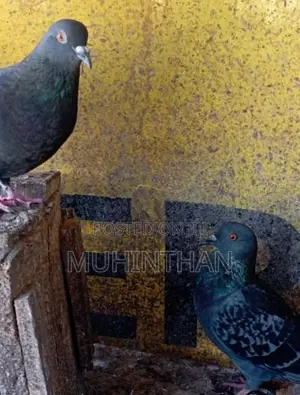 Pigeon
