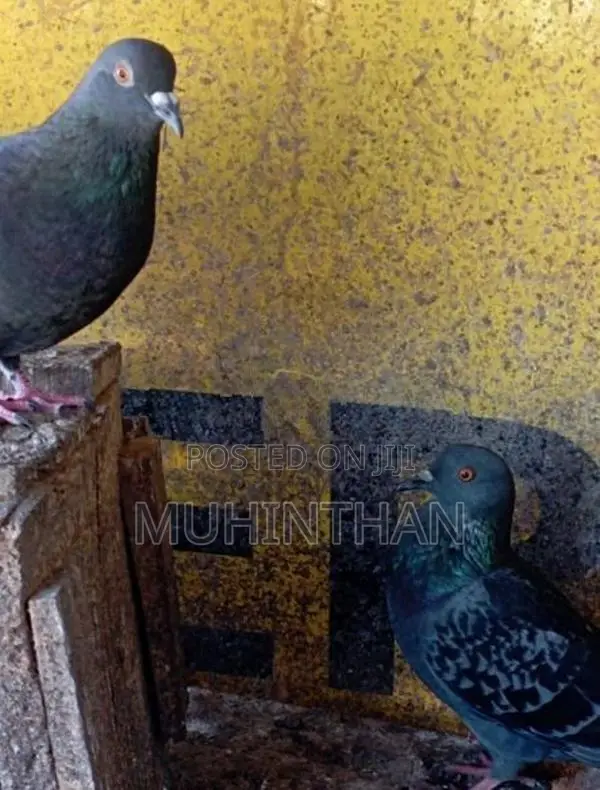 Pigeon