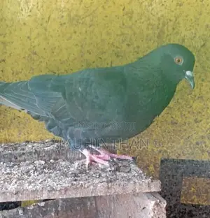 Pigeon