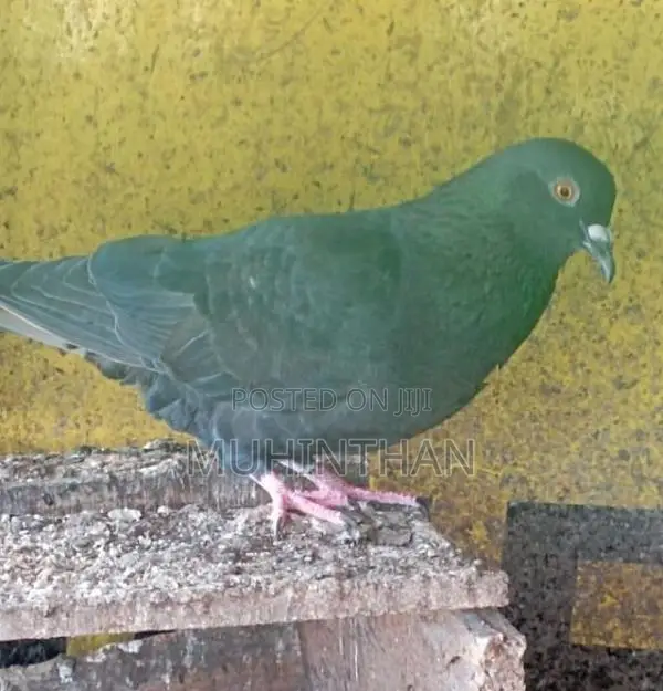 Pigeon