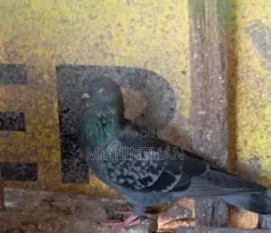 Pigeon