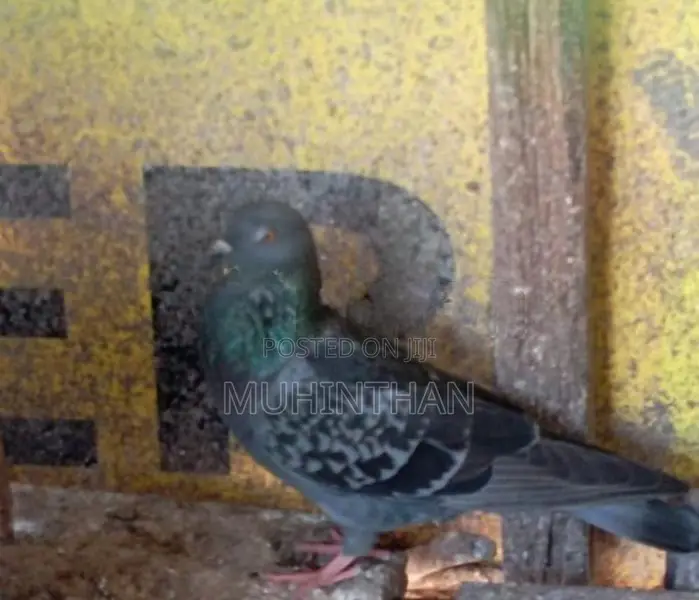 Pigeon