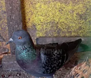 Pigeon