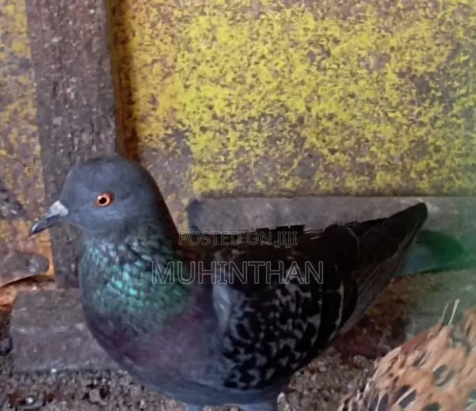 Pigeon