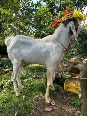 Goats